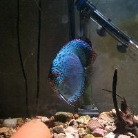 紅龍魚戰車是雜牌嗎還是名牌