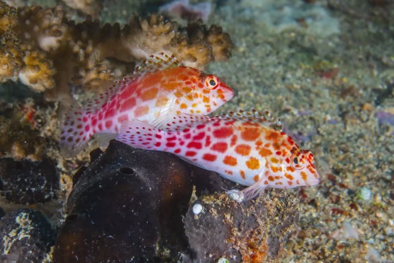 薩伊藍(lán)怎么分公母圖