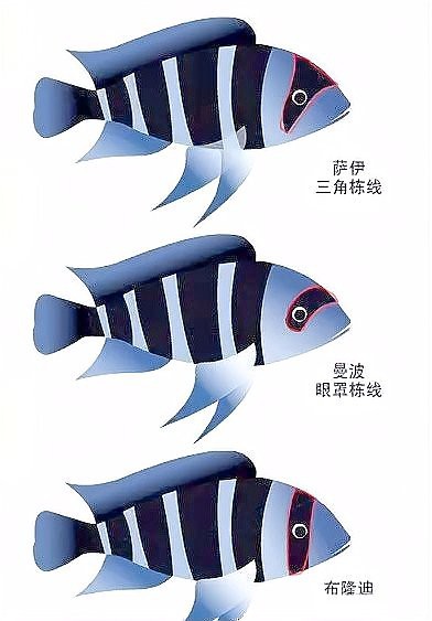 薩伊藍(lán)怎么分公母圖