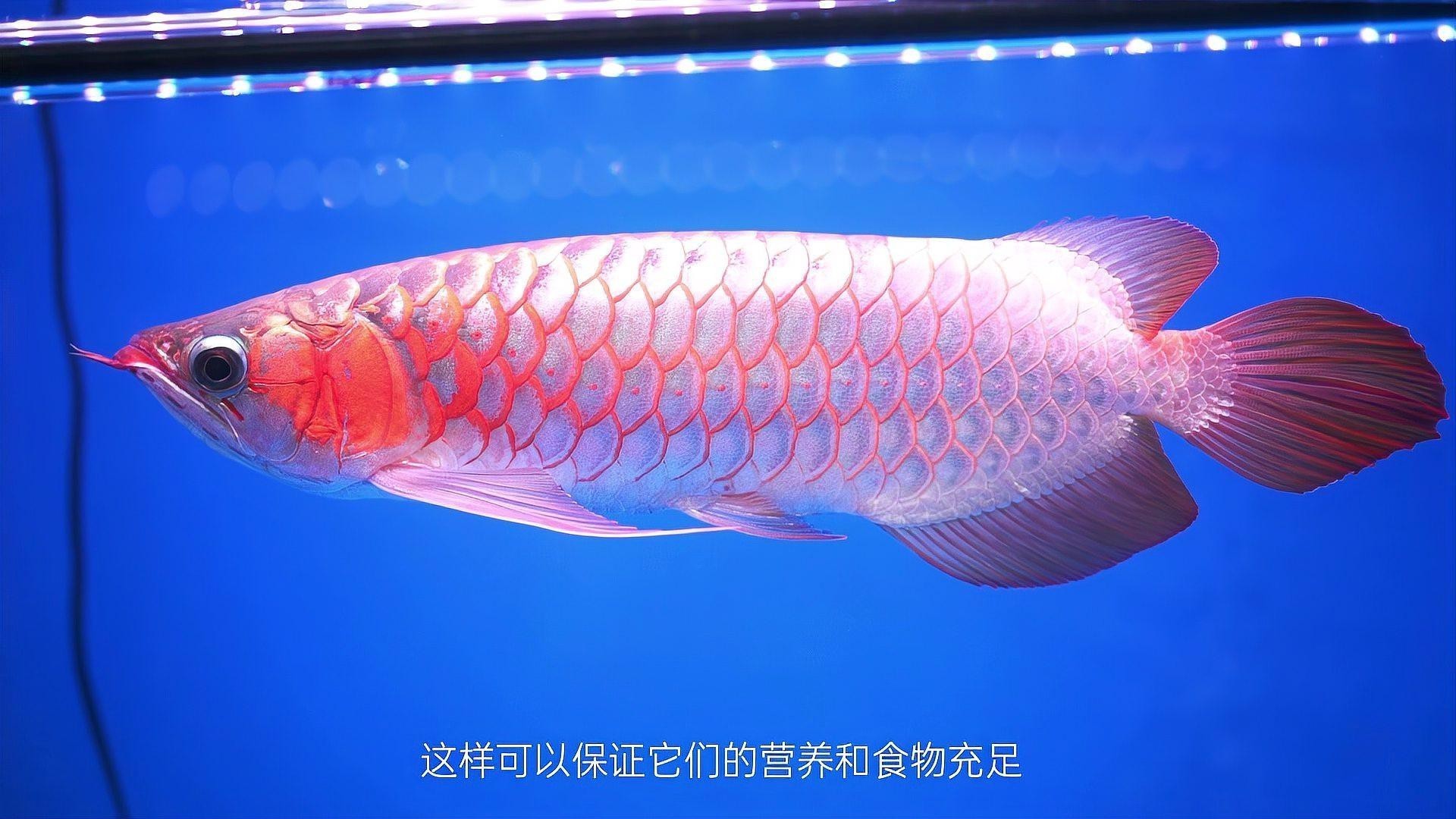 如何改善被壓養(yǎng)的紅龍魚(yú)？