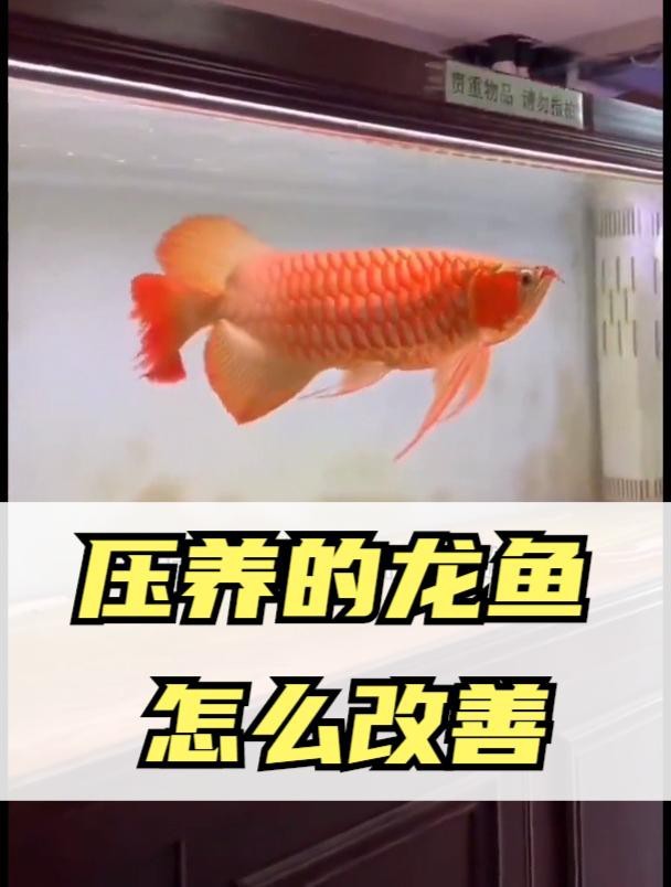 如何改善被壓養(yǎng)的紅龍魚(yú)？