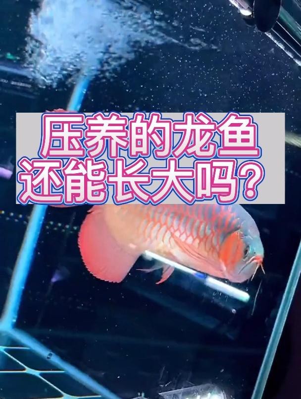 如何改善被壓養(yǎng)的紅龍魚(yú)？