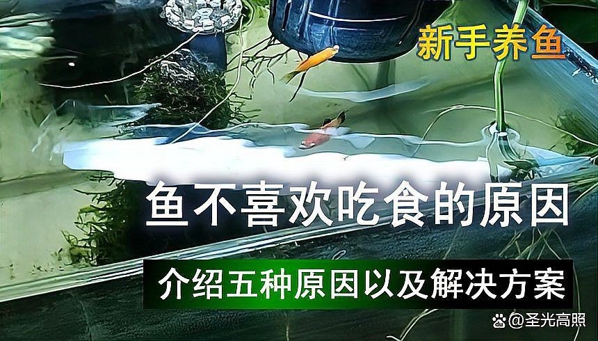 魟魚不吃食怎么辦