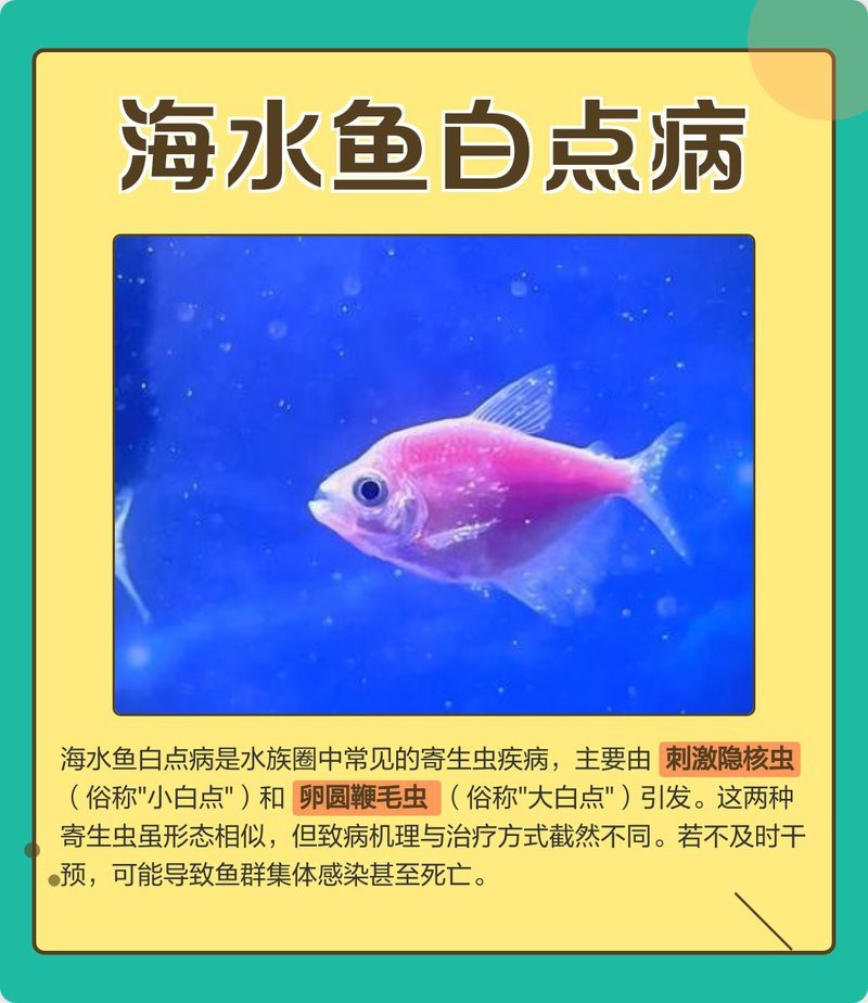 黃龍海水魚有哪些常見疾病？