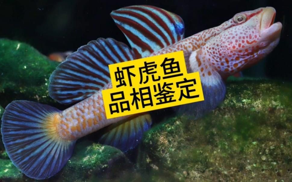 虎魚有品相嗎