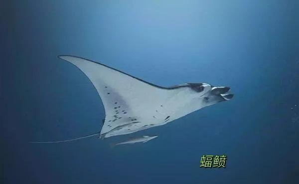 蝠鲼為什么叫魔鬼魚(yú)