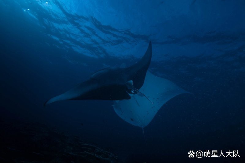 蝠鲼為什么叫魔鬼魚