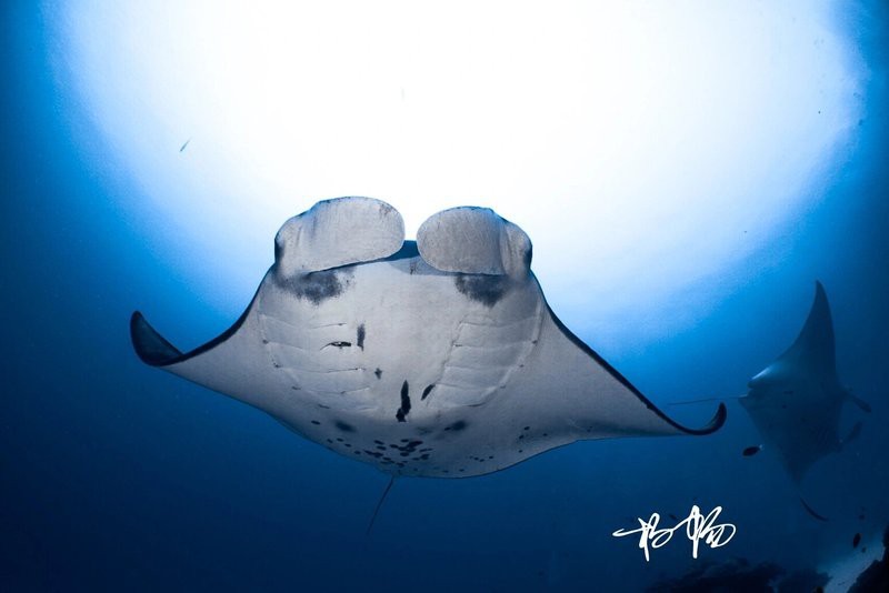 蝠鲼為什么叫魔鬼魚