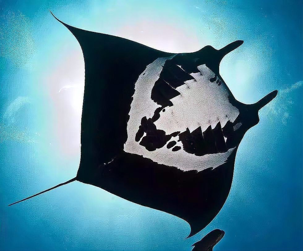 蝠鲼為什么叫魔鬼魚
