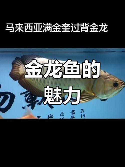 龍魚產地哪里的好