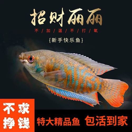 藍(lán)黃龍魚圖片及價(jià)格