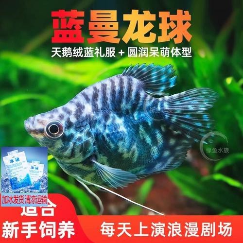 藍(lán)黃龍魚圖片及價(jià)格