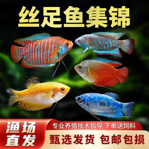 藍(lán)黃龍魚圖片及價(jià)格