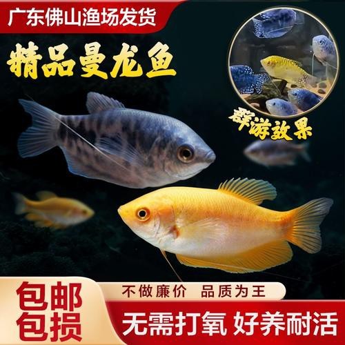 藍(lán)黃龍魚圖片及價(jià)格
