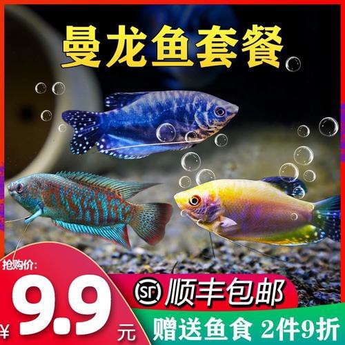藍(lán)黃龍魚圖片及價(jià)格