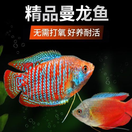 藍(lán)黃龍魚圖片及價(jià)格