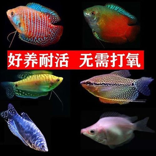 藍(lán)黃龍魚圖片及價(jià)格