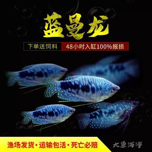 藍(lán)黃龍魚圖片及價(jià)格