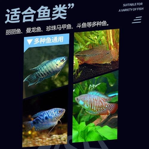 藍(lán)黃龍魚圖片及價(jià)格