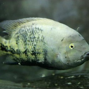 藍(lán)黃龍魚圖片及價(jià)格