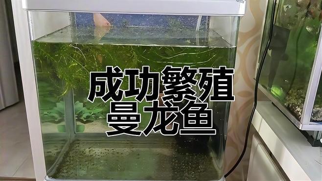 藍(lán)黃龍魚圖片及價(jià)格