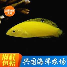 藍(lán)黃龍魚圖片及價(jià)格