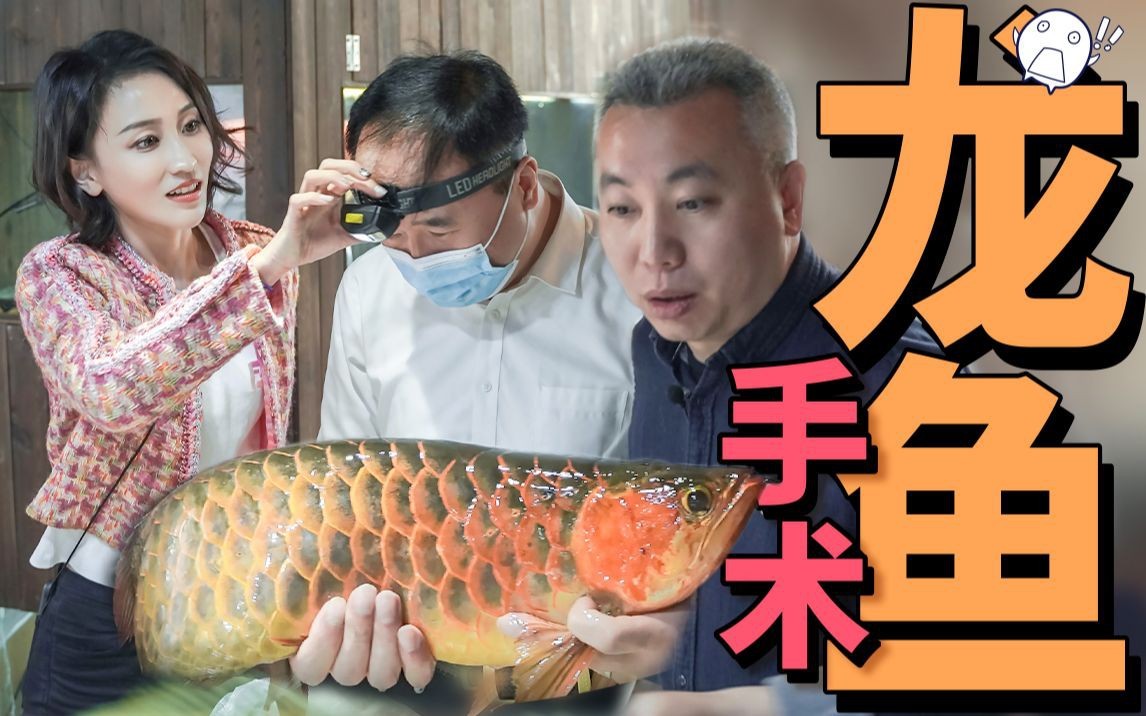 如何預(yù)防龍魚鰓蓋手術(shù)后感染？
