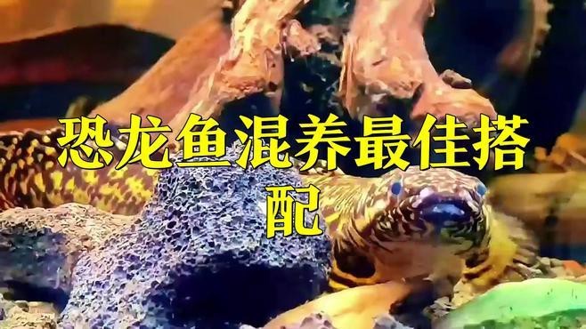 虎紋恐龍魚和什么魚混養好呢視頻