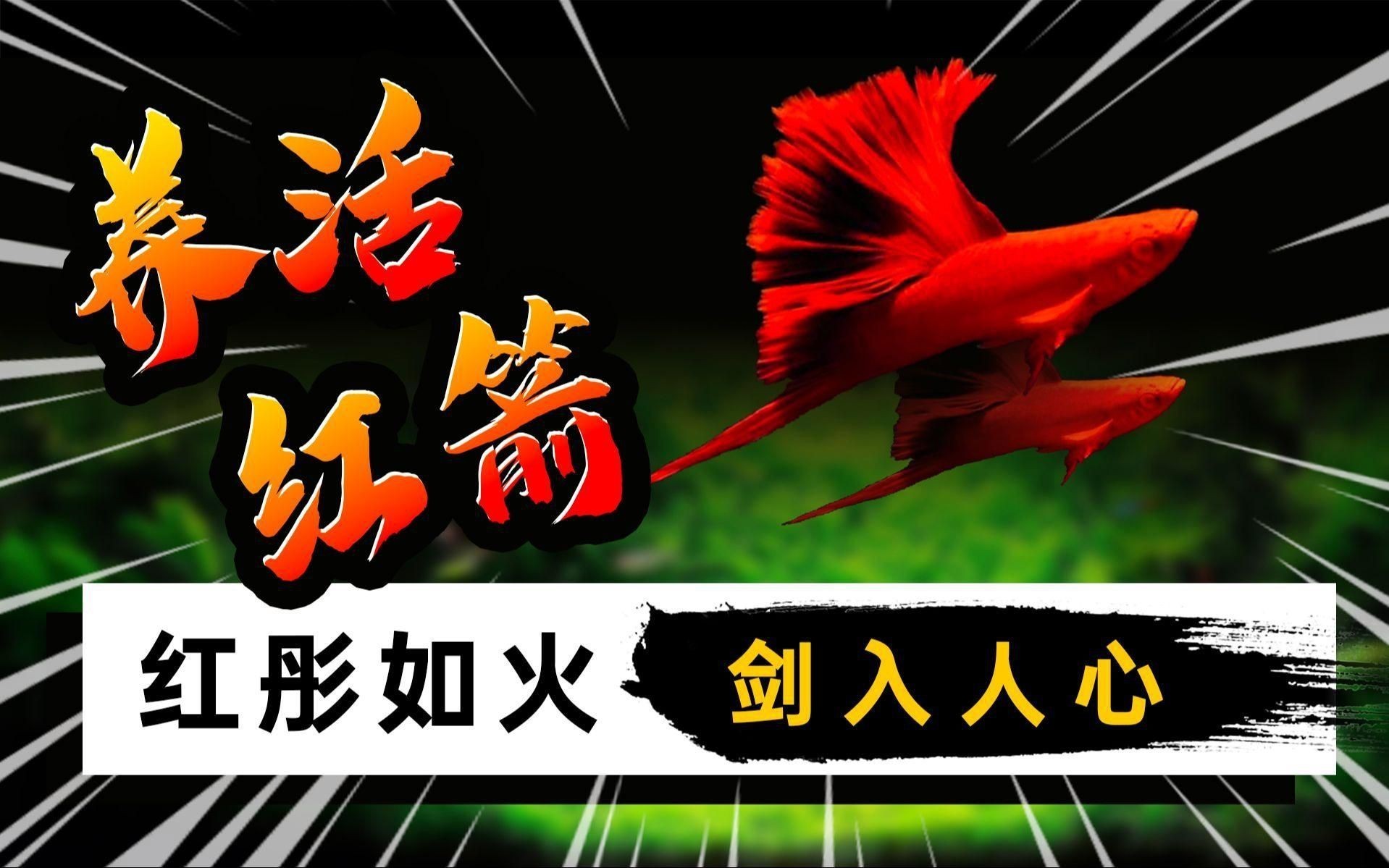 紅箭魚吃什么長得快
