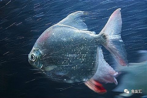 十大銀板魚(yú)品種