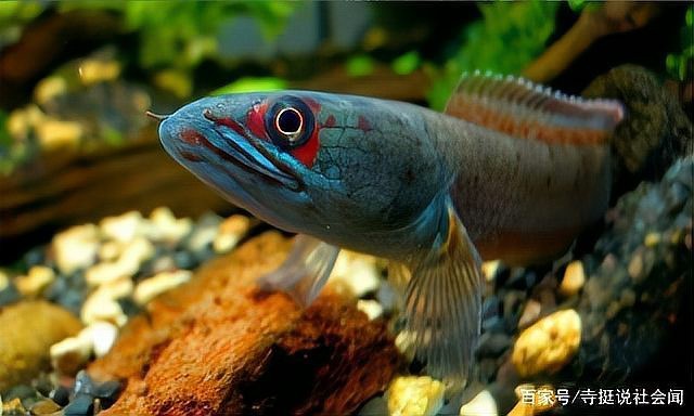 侯馬市輕工城月愛魚缸店（侯馬市輕工城月愛魚缸店電話）