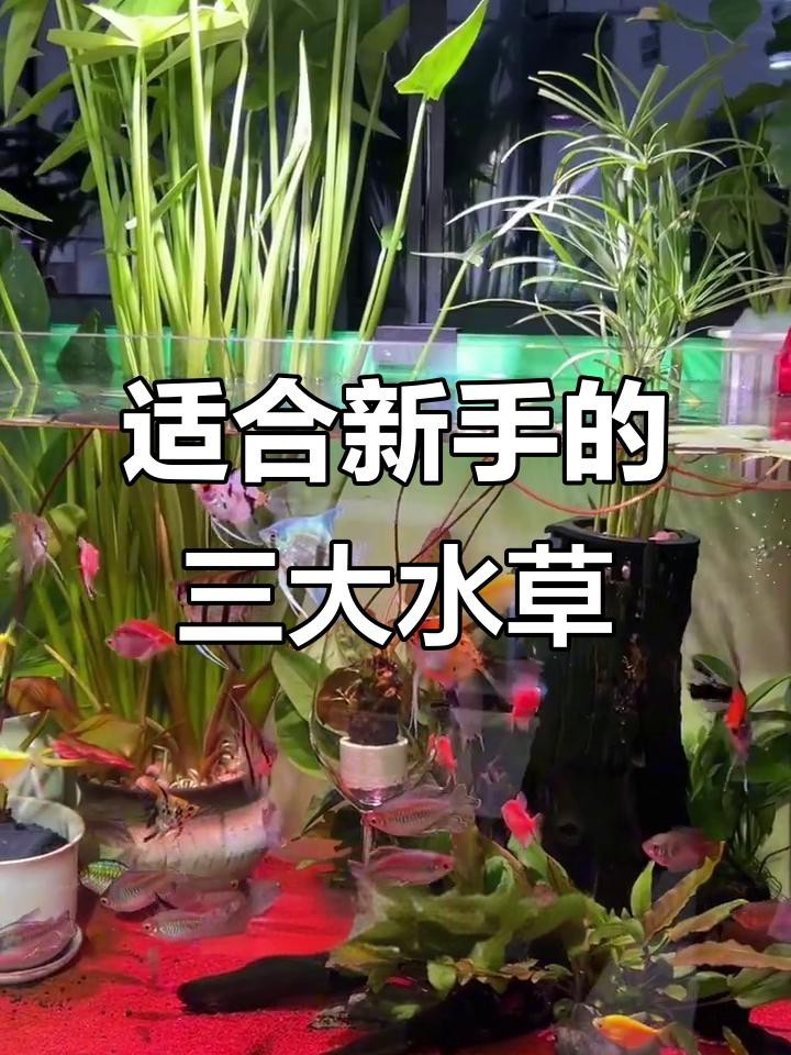 龍魚缸放什么水草最好