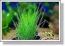 龍魚缸放什么水草最好