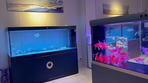 還有哪些龍魚供應鏈品牌？