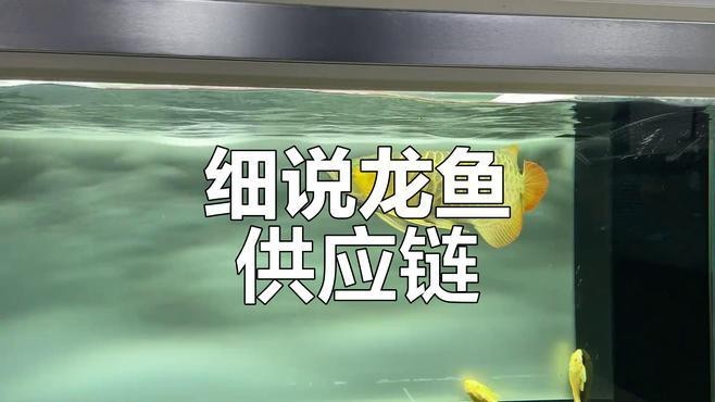 還有哪些龍魚供應鏈品牌？