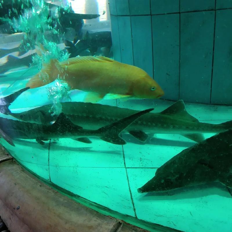 斑馬鴨嘴魚和龍魚混養(yǎng)好不好看圖片大全