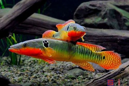 斑馬鴨嘴魚和龍魚混養(yǎng)好不好看圖片大全