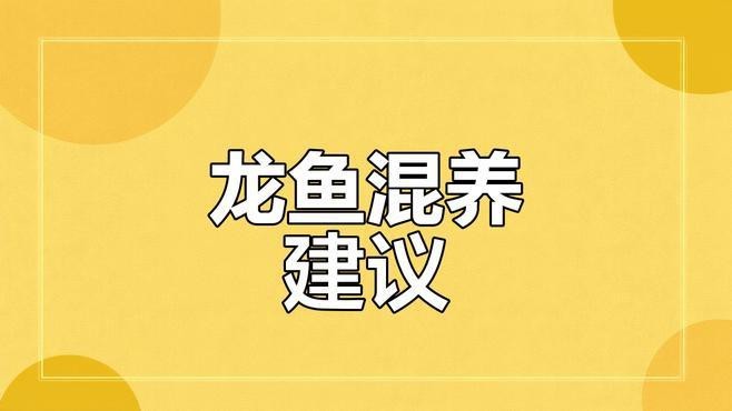 斑馬鴨嘴魚和龍魚混養(yǎng)好不好看圖片大全