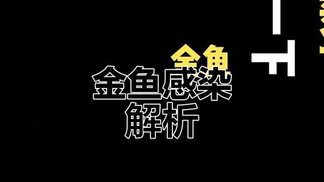 斑馬鴨嘴魚和龍魚混養(yǎng)好不好看圖片大全