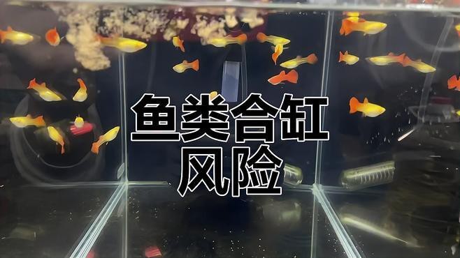 斑馬鴨嘴魚和龍魚混養(yǎng)好不好看圖片大全
