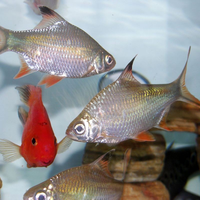 雙線鯽魚能長多大