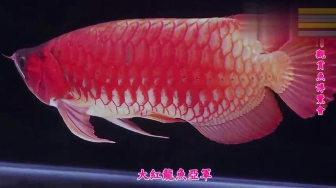 最大的紅龍魚視頻在線觀看