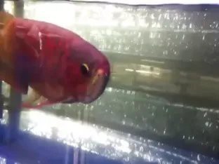 最大的紅龍魚視頻在線觀看