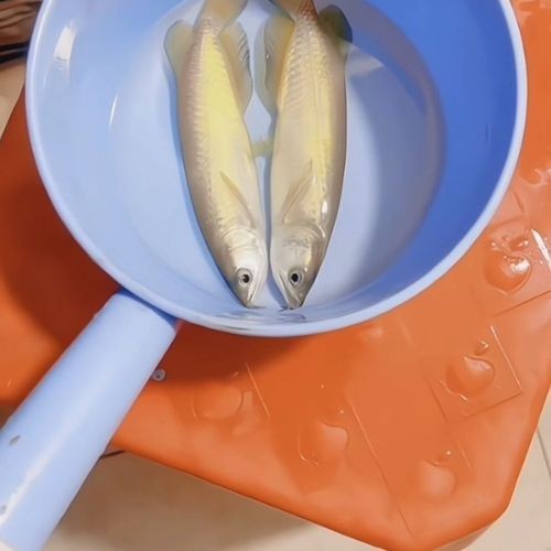 黃化金龍魚圖片欣賞