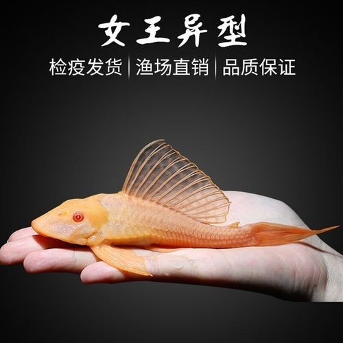 黃化金龍魚圖片欣賞