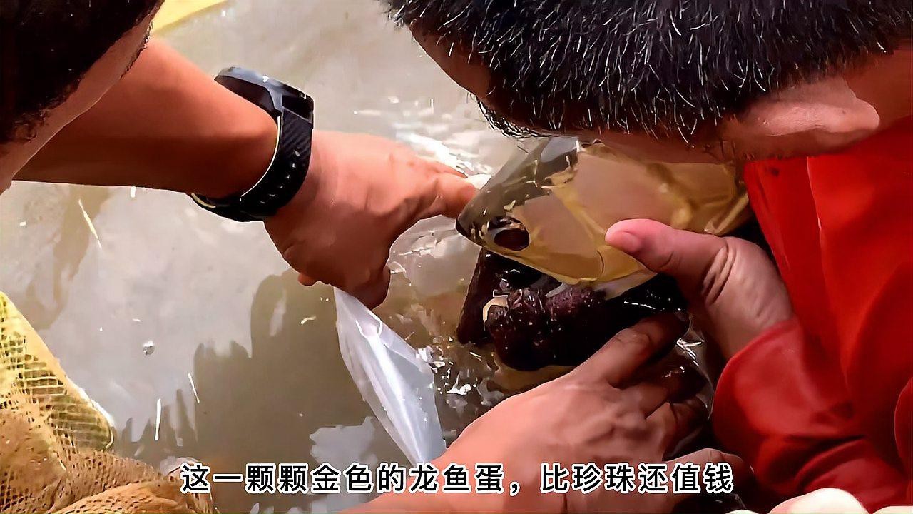 麗江龍魚的卵長什么樣