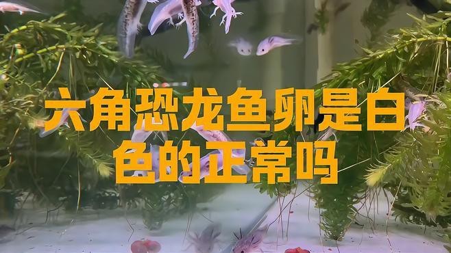 麗江龍魚的卵長(zhǎng)什么樣