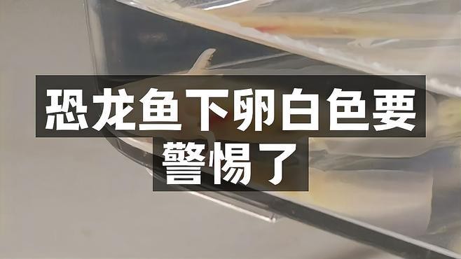麗江龍魚的卵長什么樣