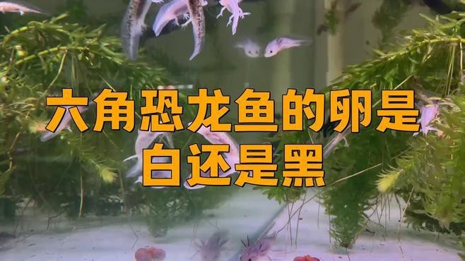 麗江龍魚的卵長(zhǎng)什么樣