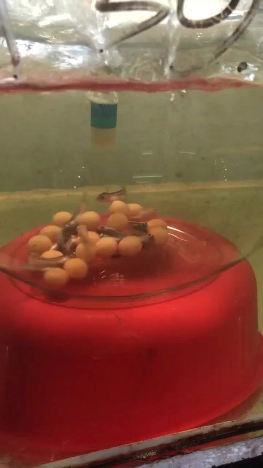 麗江龍魚的卵長什么樣